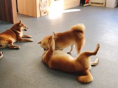 -柴源莊·柴小宠柴犬咖啡