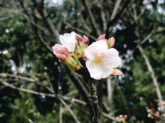 -武汉大学-樱园