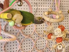 -吉丁鸟咖·异宠·寄养