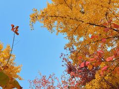 -香山公园