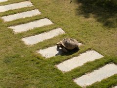 -广东惠东海龟国家级自然保护区