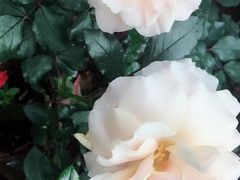 -人民公园(罗湖区)