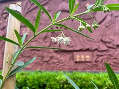 -广州神农草堂中医药博物馆