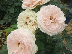 -人民公园(罗湖区)