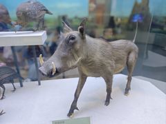 -国家自然博物馆