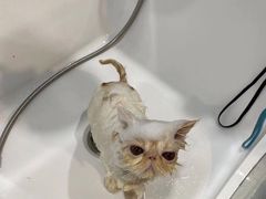 -屋虎猫馆(宝安大仟里店)