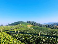 -龙坞茶村
