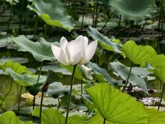 -莲花池公园