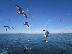-海驴岛(荣成市)