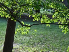 -上海共青森林公园