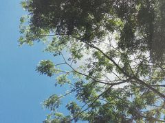 -星巴克(夏日百货店)