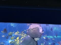 -重庆欢乐海底世界