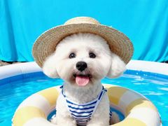 -BABIT巴比特宠物(MOMOPARK店)