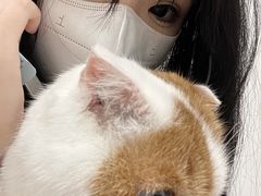 -有喵·猫咖·狗咖·30几只猫10只小狗(岗厦店)