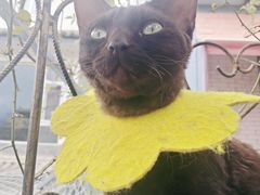 -喵屿·大理花园猫咖