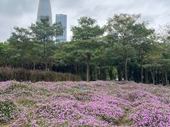 -深圳湾公园(南山区)