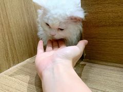 -COLOR PETS 撸猫馆·购猫·猫咖(长风大悦城店)