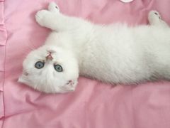 -喵zoo家庭繁育猫舍(尖东智能花园店)