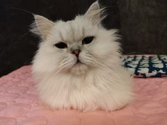 -猫猫幼稚园·撸猫·桌游·电玩