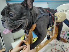 -西安京西宠物医院·瘫痪·疑难杂症