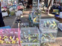 -中环花鸟鱼虫市场