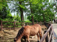 -神户市立六甲山牧场