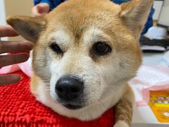 -瑞派康怡24h宠物医院·犬猫医疗中心·微创绝育(瑞景分院)
