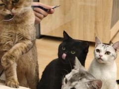 -有喵·猫咖·狗咖·30几只猫10只小狗(岗厦店)
