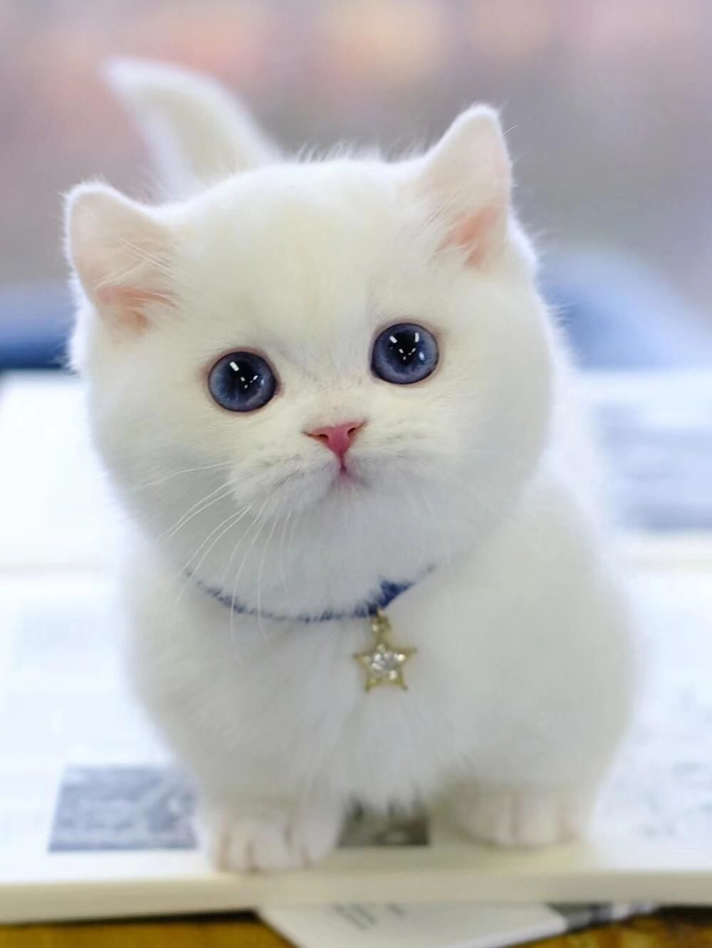 被萌系小猫咪狠狠戳中啦!😍