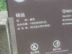 -都江堰中华大熊猫苑