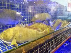 -欢乐海岸美食联盟