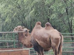 -青藏高原野生动物园