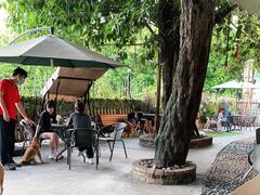 -柴犬高等学院·狗咖·柴犬售卖·宠物训练