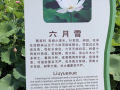 -荷花荡
