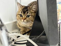 -瑞派·关忠动物医院·猫专科·犬专科(三环新城店)