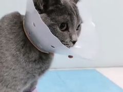 -纳吉亚猫专科动物诊疗中心(蒋宅口分院)