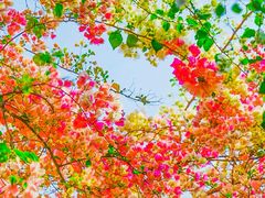 -深圳国际园林花卉博览园