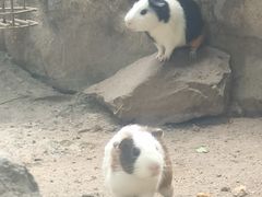 -广州长隆飞鸟乐园