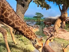 -国家自然博物馆