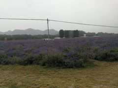 -北京东方普罗旺斯薰衣草庄园