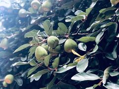 -阿芬卤面(花巷店)