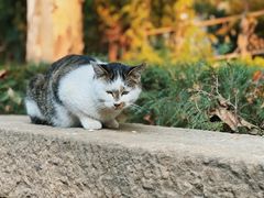 -西安大兴善寺