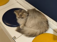 -平行世界·猫咖(首经贸店)