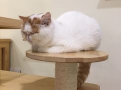 -喵匠猫主题咖啡(凯德和平广场店)