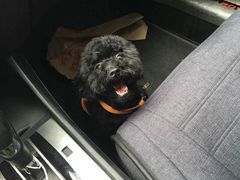-爱宠屋pet shop·宠物洗澡·宠物美容