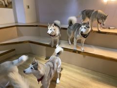 -Husky Go! 哈士奇体验馆·宠物咖啡厅狗咖