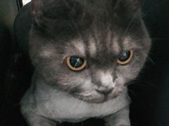 -申普宠物医院·眼科·心内科·影像科(普陀分院)