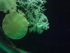 -大连圣亚海洋世界