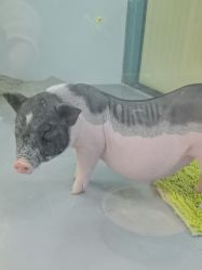 -神奇动物撸宠馆·羊驼·小浣熊·异宠(豫园店)