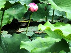-莲花池公园